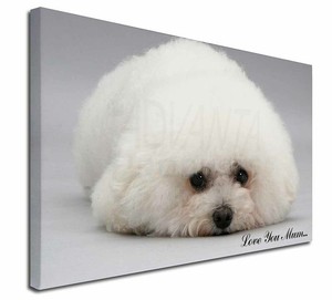 large bichon