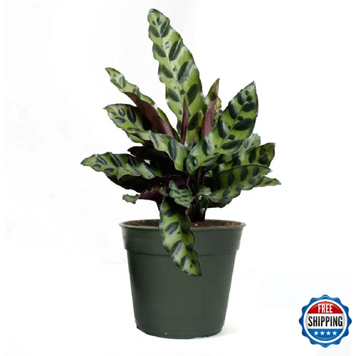 American Plant Exchange Calathea Rattlesnake - Thumbnail 3