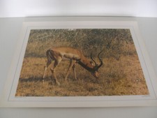 ANCIENNE PLANCHE AFFICHE POSTER PHOTO SCOLAIRE ANTILOPE IMPALA KENYA CHAIX