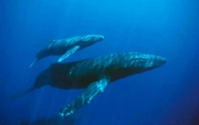 BLUE WHALE GLOSSY POSTER PICTURE PHOTO PRINT marine mammal ocean 4559