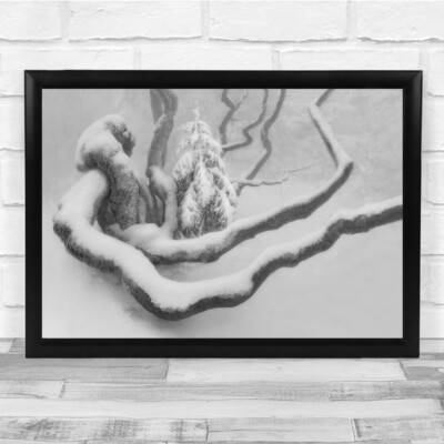 Landschaft Landschaften Schnee Winter kalter Baum einsam schwarz-weiß schwarz Druck