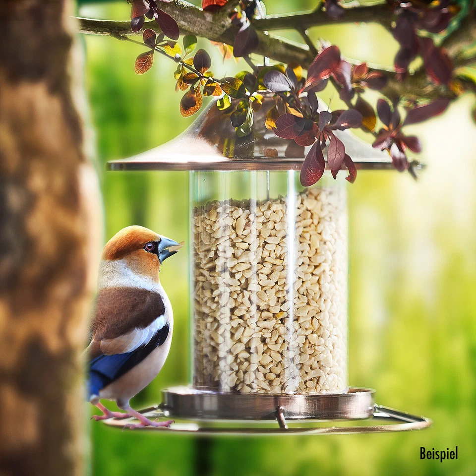 Erdnüsse geviertelt gehackt NEUE ERNTE 2025 Premiumware von Paul's Mühle - Bild 4 von 4