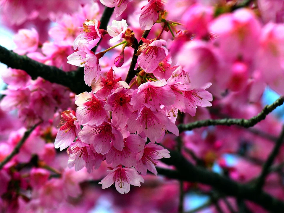 JAPANESE SAKURA CHERRY BLOSSOM TREE SEEDS (Prunus sargentii) Hardy Flower Plant - Image 3 of 4