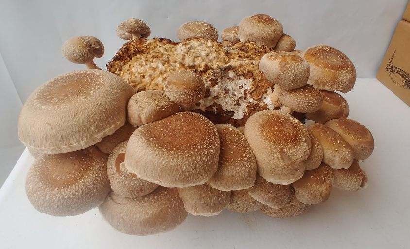 Buy Shiitake Mushrooms Online in Bulk at Mount Hope Wholesale