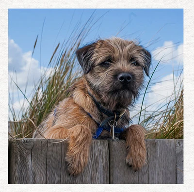 MOONLAKE FABRICS LTD Hunde-Border Terrier Gartenzaun Stoff Basteln Platten in 100% Baumwolle oder Polyester