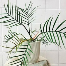 Variegated Philodendron Plant Live, Rooted Houseplant, 5-9 Inch Tall