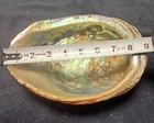 abalone shell large 9” X 7” rare giant size 9in X 7in seashell — photo 1