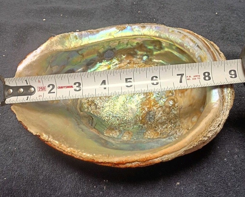 abalone shell large 9” X 7” rare giant size 9in X 7in seashell
