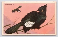 c1940s Loma Linda Food Co Ruskets Cereal Phaniopepla Bird Advertising Trade Card