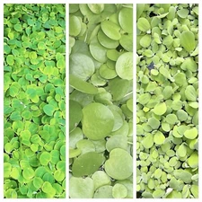 Live  Aquarium Plants Combo Buy 2 Get 1 Free Amazon/Red Root/dwarf Water Lettuce