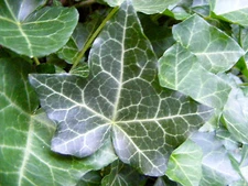 Southern Grown English Ivy 4-5' Rooted Cutting (BUY 1 GET 1 FREE) + (Bonus Gift)