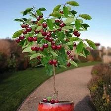 30 Bonsai Dwarf Cherry Tree Seeds | Indoor or Outdoor Fruit Tree | Made in USA, 