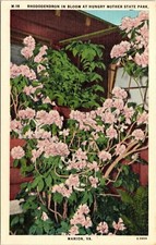 Rhododendron Bloom Hungry Mother State Park Linen Marion Virginia Va Postcard