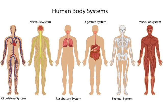 Human Anatomy Chart Bones