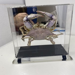 Real Blue Crab Taxidermy Mounted In Clear Box