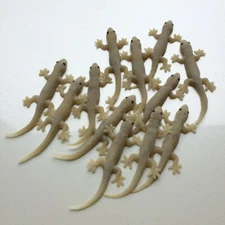 ( Pack of 12) Fake Realistic Rubber Lizard Reptile Animal Toy