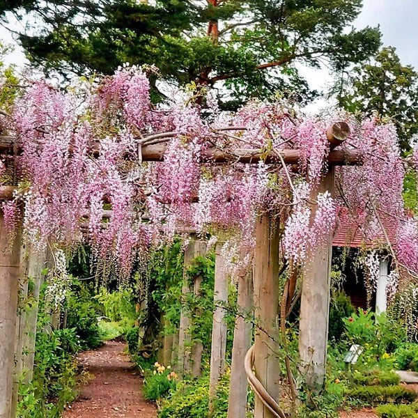 Wisteria Floribunda 'Pink Ice'Pink Japanese Wisteria in 2L Pot, Fragrant  Flowers | eBay UK
