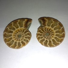 Feiner Phylloceras Ammonit  Ammoniten Nautilid Cleoniceras Perlboot Fossil Nr.X2
