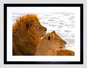 Lowen Paar Schnee Profil Big Cat Dunkel Bild Gerahmt Kunstdruck Bild B12x9264 Ebay