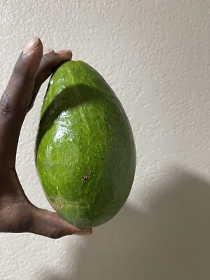 Avocado long neck  (Persea Americana)