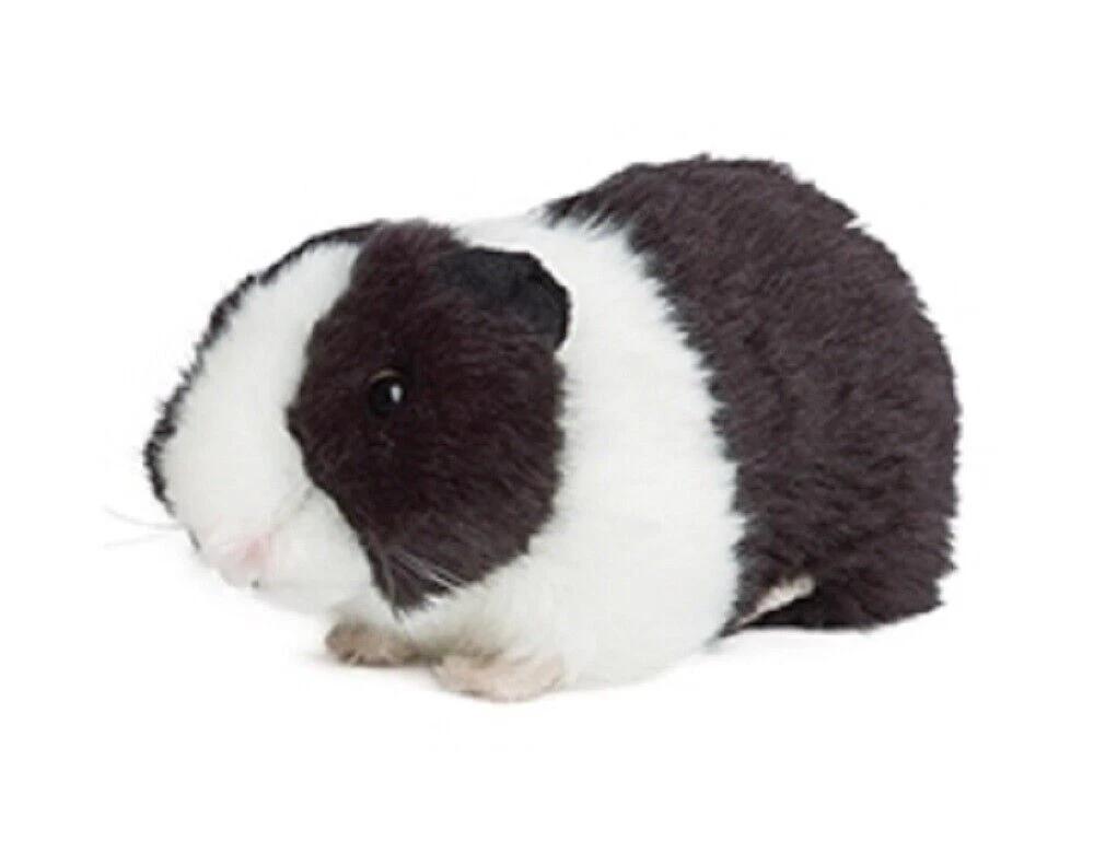 Living nature guinea pig sales