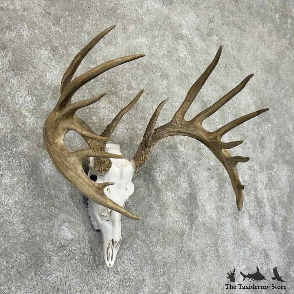 30907 P | Whitetail Deer Skull European Taxidermy Mount For Sale