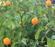 Paquete de semillas premium amarillo Chiltepin reliquia pimienta + Más