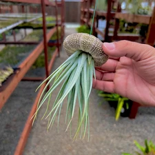 Hanging Air Plant Sea Urchin Jellyfish / UFO (Large)