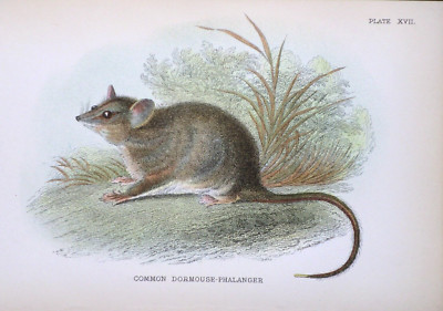 Common Dormouse Phalanger c1890er Chromolithographie, Lloyd's Natural History Druck