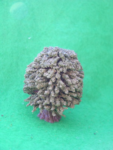 WARHAMMER, WARGAMES TERRAIN , TREES & HEDGEROW, MULTI-LISTING - Picture 5 of 6