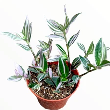 Tradescantia fluminensis 'Lavender' Variegata Wandering Dude Houseplant