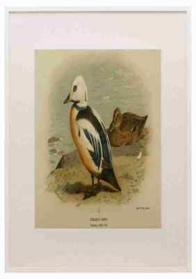 Thorburn Archibald 1885 Eider Stellers A3 A4 Framed Print Picture