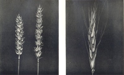 WHEAT.Cmn Wheat(Triticum vulgare,VIII);Polish Wheat(Triticum Polonicum,L) 1912