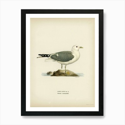 Common Gull, The Von Wright Brother Framed Wall Art Poster Canvas Print Picture