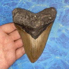 MEGALODON SHARK TOOTH 5.09 HUGE TEETH MEG SCUBA DIVER DIRECT FOSSIL NC 2387