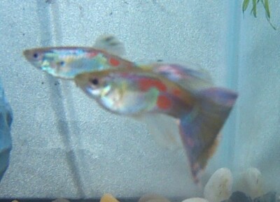 (SO, YOU ONLY LIKE BOYS)20 ALL MALE GUPPIES MIXED VARIETY 20 colorful males