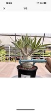1pc  Pachypodium Gracilius, Trendy Caudex, Pr...