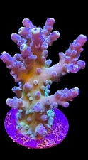 Live Coral Acro Sunbeam 3/4"+