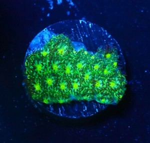 Cornbred's Hulk Leptastrea - Frag - LIVE CORAL