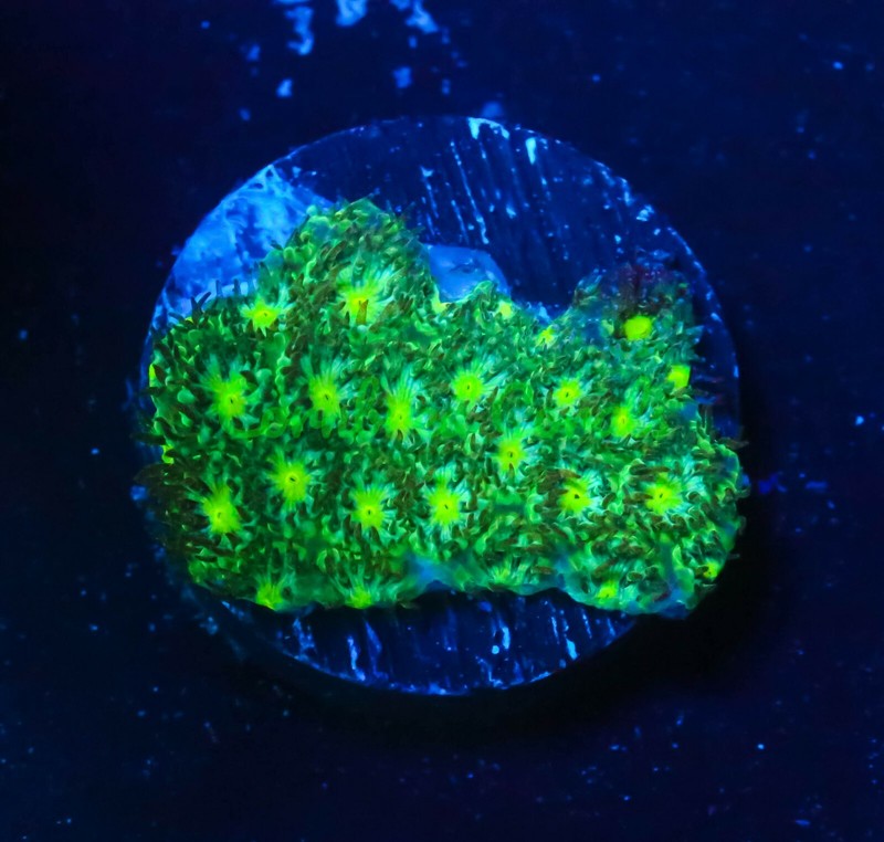 Cornbred's Hulk Leptastrea - Frag - LIVE CORAL
