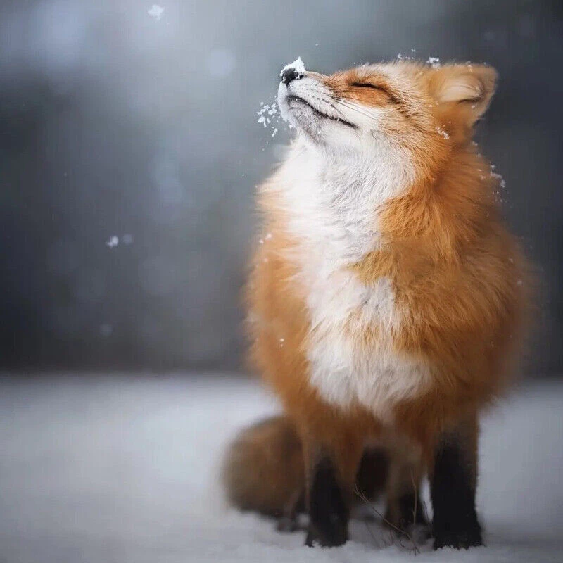 ALTRA Aggiungi busto Aggiungi lunghezza cappotto Aggiungi manica Aggiungi colletto Aggiungi cappuccio Aggiungi altro