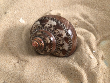 Natural tapestry turbo spiral snail Sea Shell aquarium hermit crab 4/5cm craft