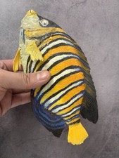 Museumsqualit&auml;t Pygopliten Diacanthus tropische Fische Taxidermie Echthaut Reittier