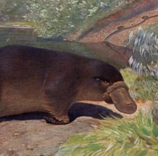 PLATYPUS - Sunny Riverbank Australia Chromolithograph Antique Print 1900 w Video