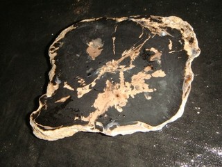 OLD EDEN VALLEY PETRIFIED WOOD FULL ROUND FACE POLISHED 1 1/2 POUNDS WYOMING