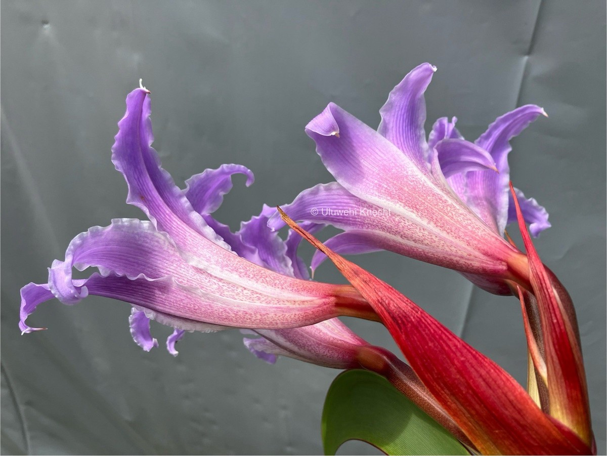 Worsleya procera BLUE AMARYLLIS 3 yr-old bulb VERY RARE