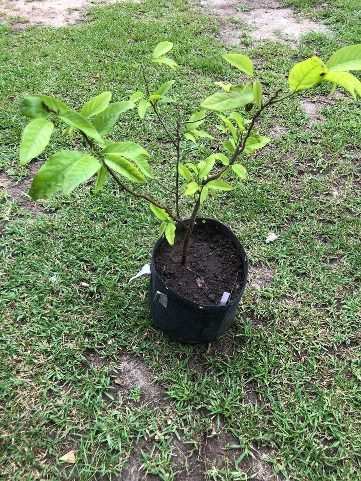 Tropical Sugar Apple Tree Live Plant 1-2 feet | 5-10 gallon potted plant |  - Image 3 of 4