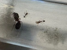 Fire Ant with lava and eggs also workers from Florida 