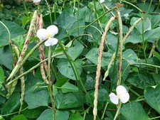 Thai Soldier long bean Vigna unguiculata 20 seeds. Harvested Dec 2025 