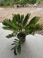 XL Mature With Flower Seed Pot Zamia furfuracea Cardboard Palm rare exotic Cycad